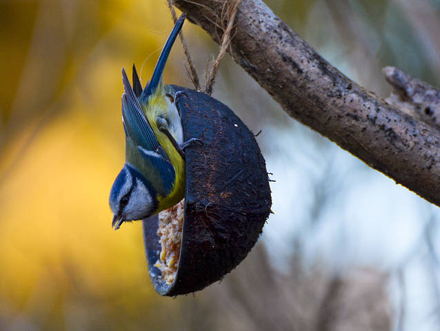 Лазоревка (Parus caeruleus)