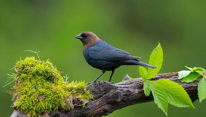 Brown-headed Cowbird - Буроголовый коровий трупиал