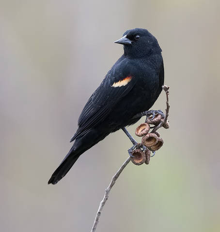 Красноплечий чёрный трупиал - Red-winged Blackbird