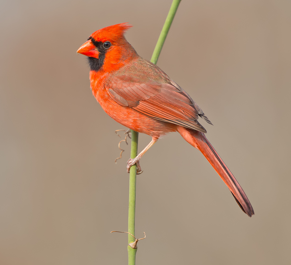 Northern Cardinal male - Красный кардинал