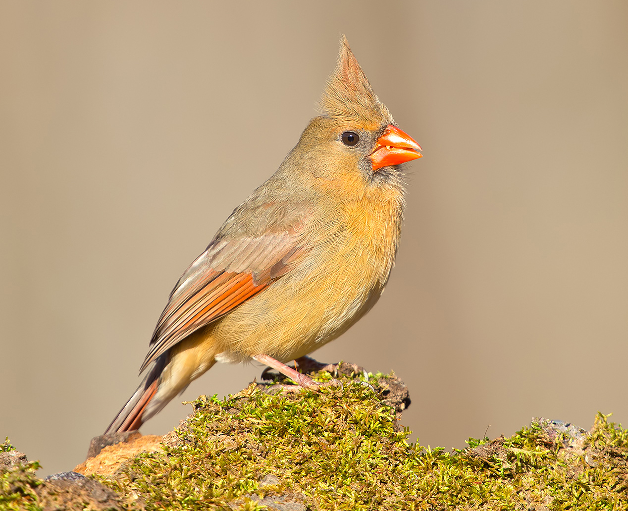 Female Northern Cardinal - Самка. Красный кардинал 
