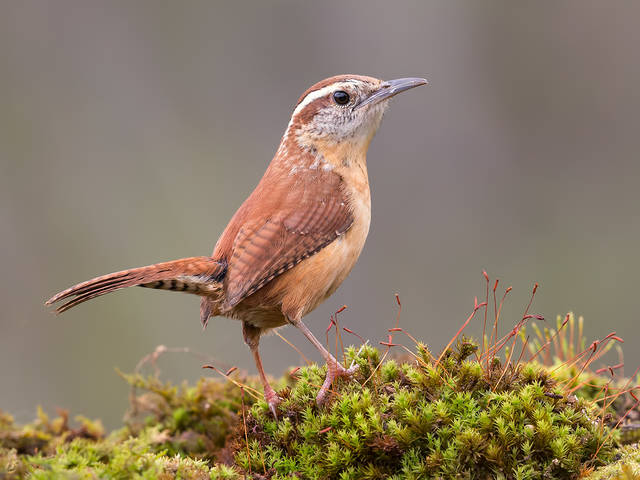 Крапивник Каролинский - Carolina Wren