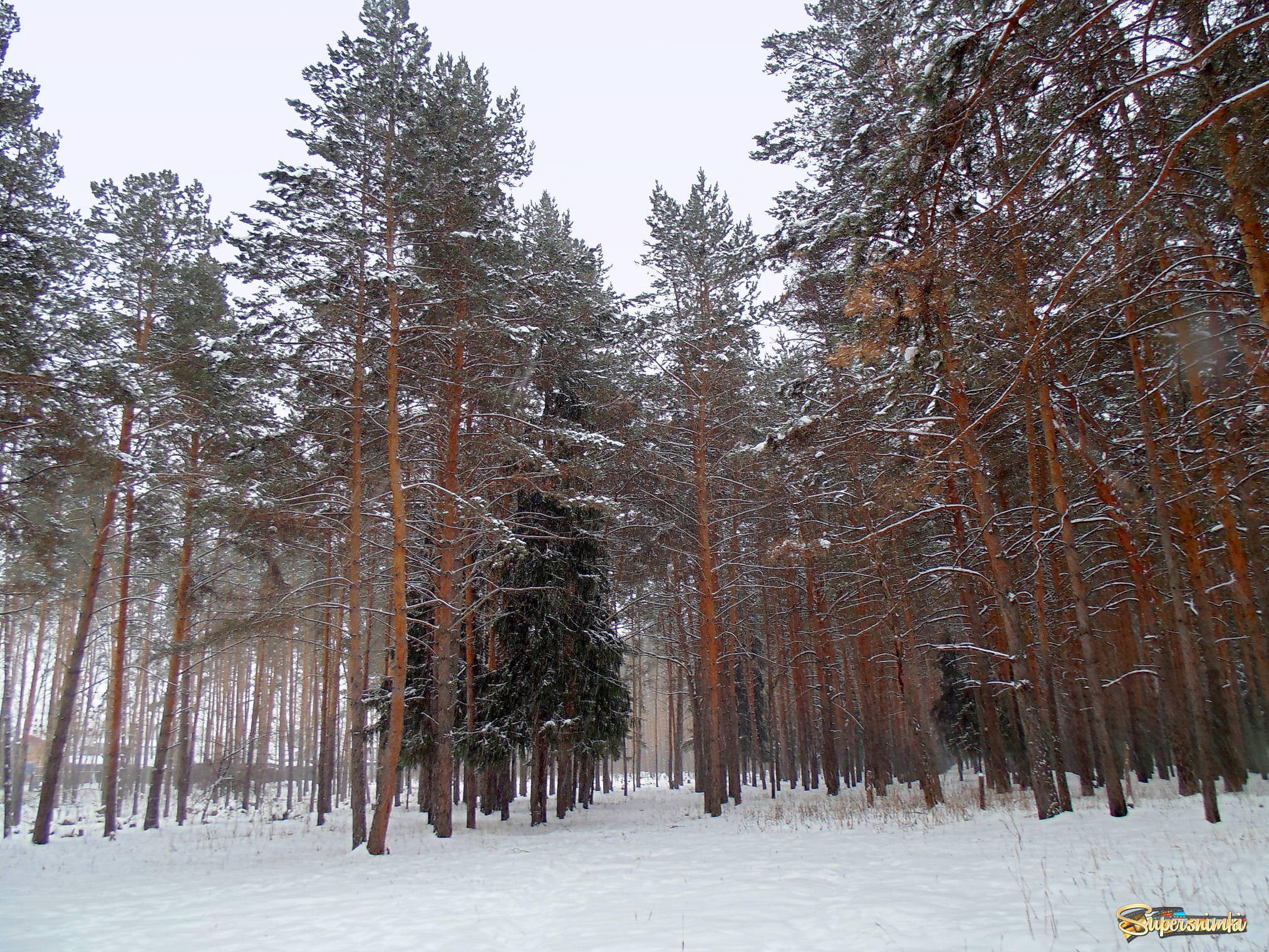 Зима в лесу в пасмурную погоду .