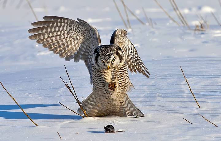 ВИЖУ...А Я НЕ ВИЖУ...