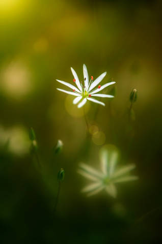 Stellaria