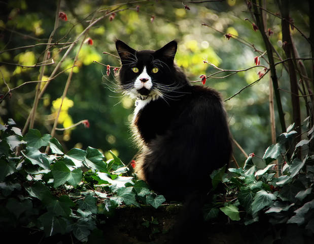 Мартовский кот