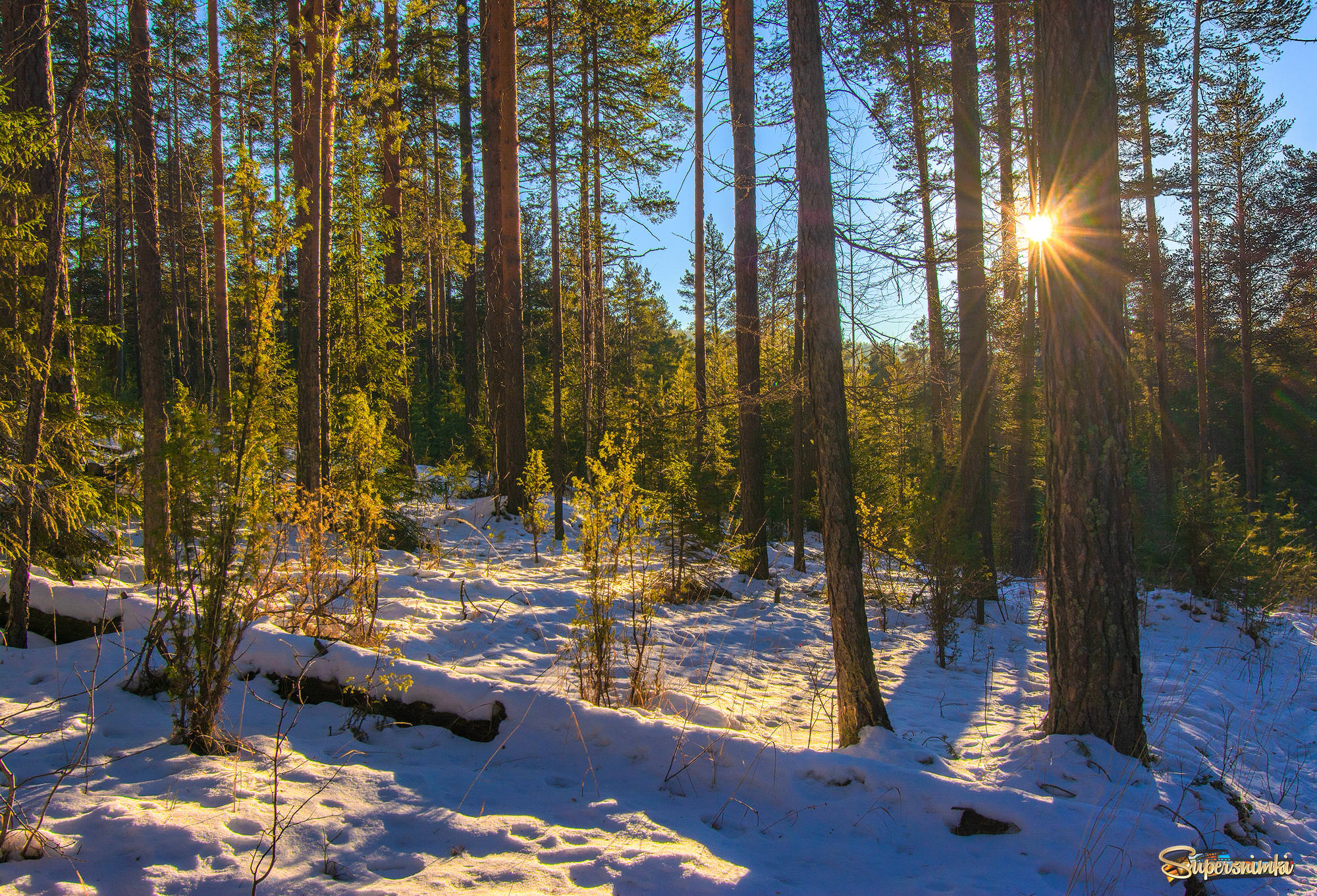 Впр на склоне зимы веселее становится февральский. Зимой в лесу. Зимний Уральский лес. Зимний Солнечный лес. Уральский лес зимой.