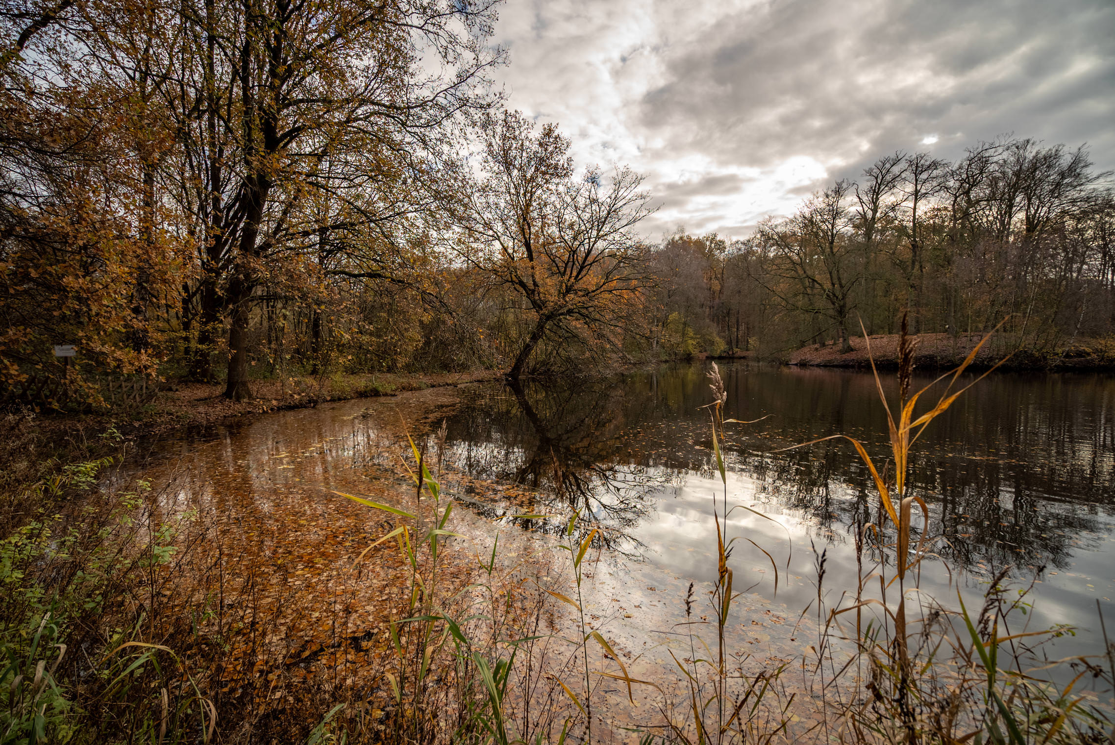 Осенний пруд в лесопарке