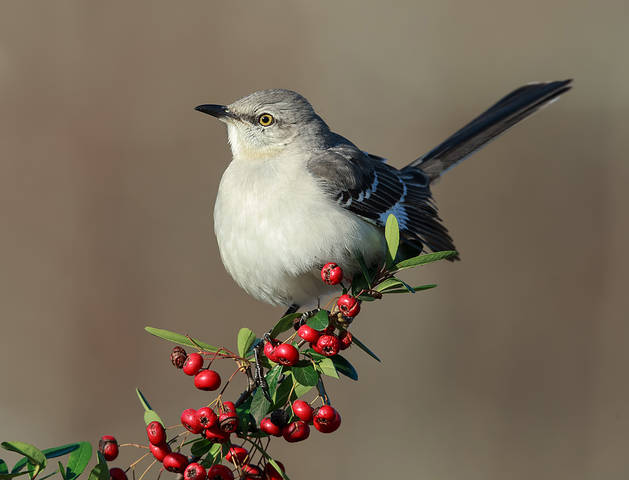 Многоголосый пересмешник - Northern Mockingbird