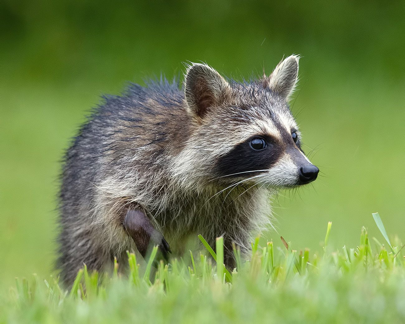 Енот-полоскун - Raccoon