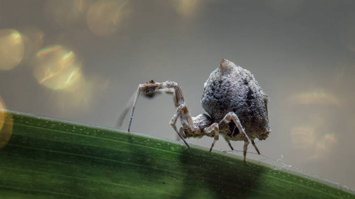 Меховой. Uloborus plumipes