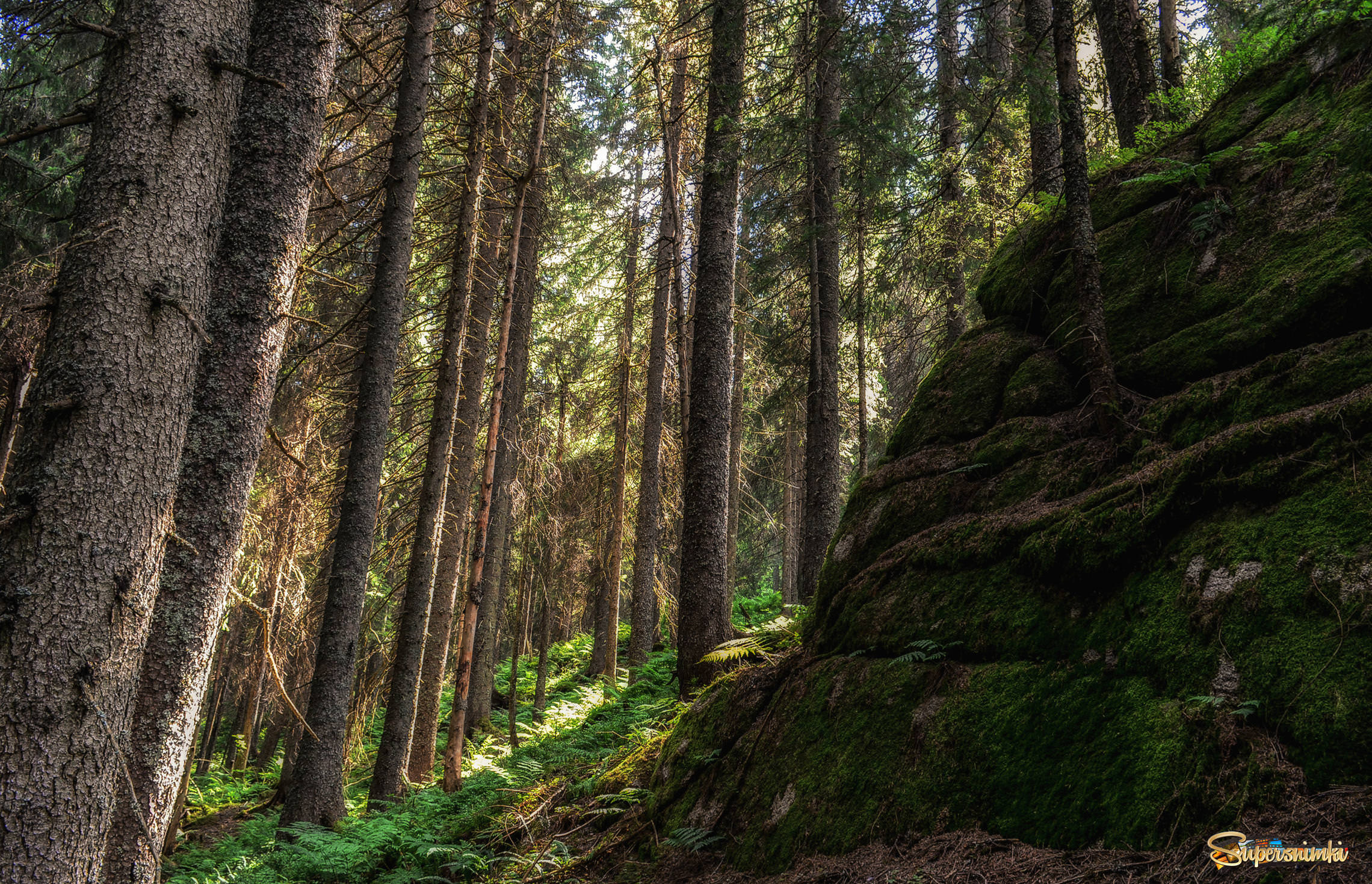 1000 Летний лес Германия