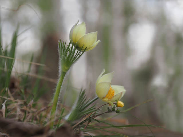 Весенние воспоминания