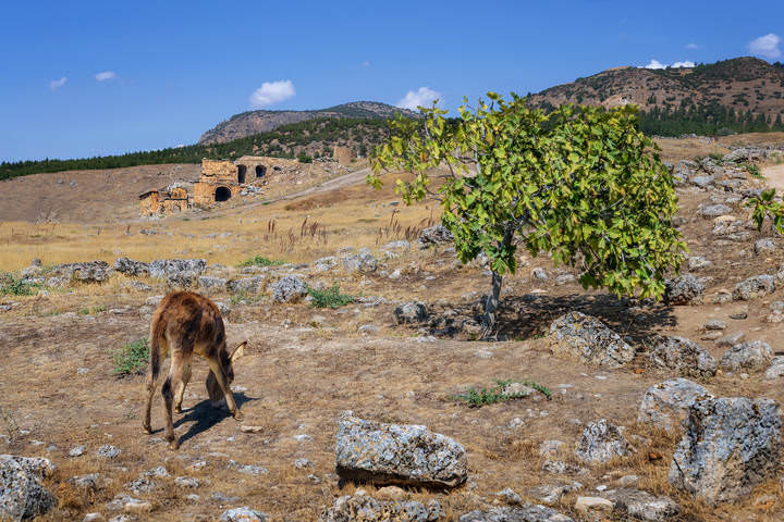 Про ослика и фи́говое дерево