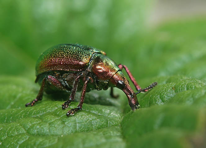 Curculionidae Долгоносики