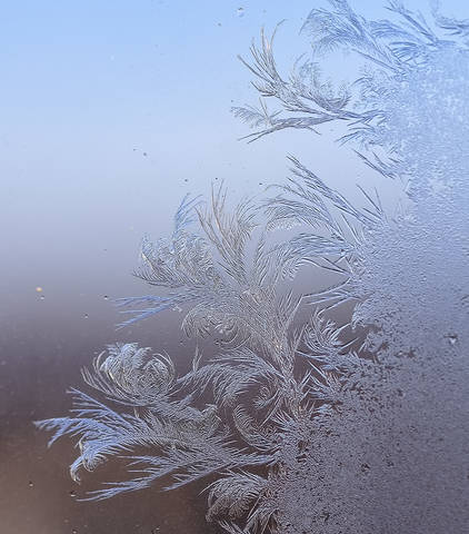 ice spruce