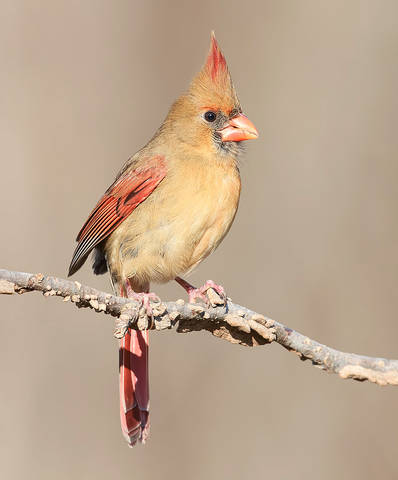 Female Northern Cardinal - Самка. Красный кардинал
