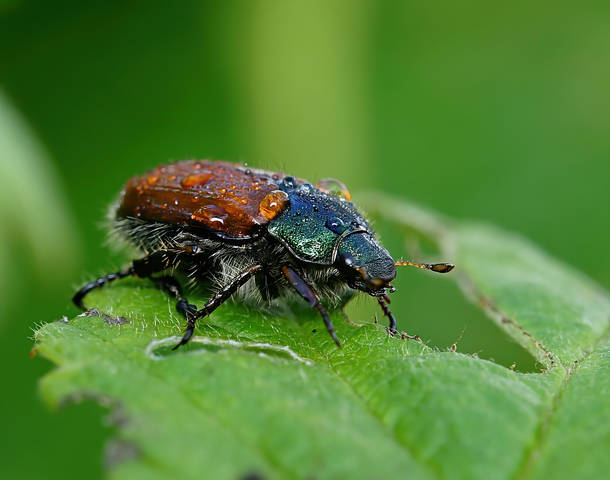 Хрущик садовый (Phyllopertha horticola)