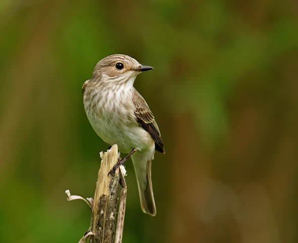 Серая мухоловка (Muscicapa striata)