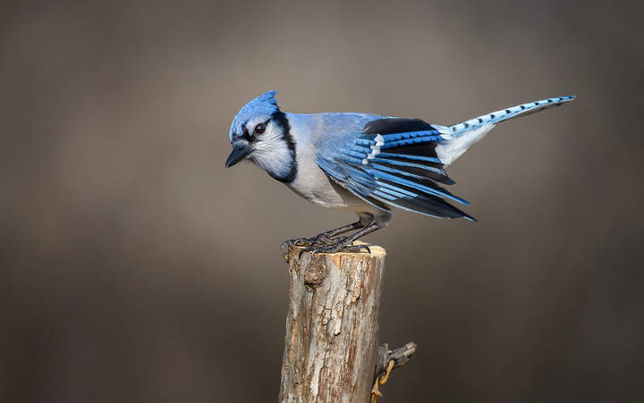 Blue jay