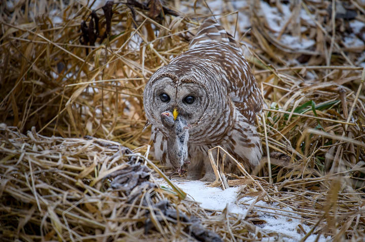 Barred Owl (Strix varia)
