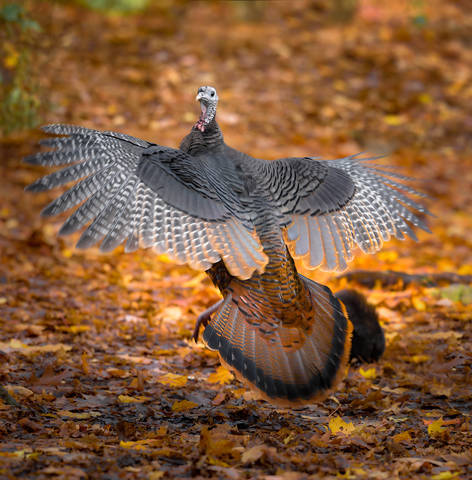 Wild turkey (female)