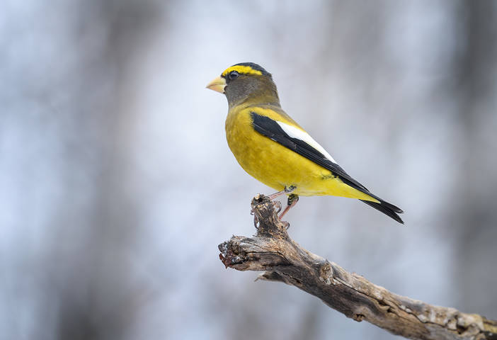 Evening grosbeak~male (Coccothraustes vespertinus
