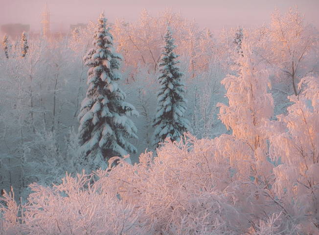 Оттенки зимы