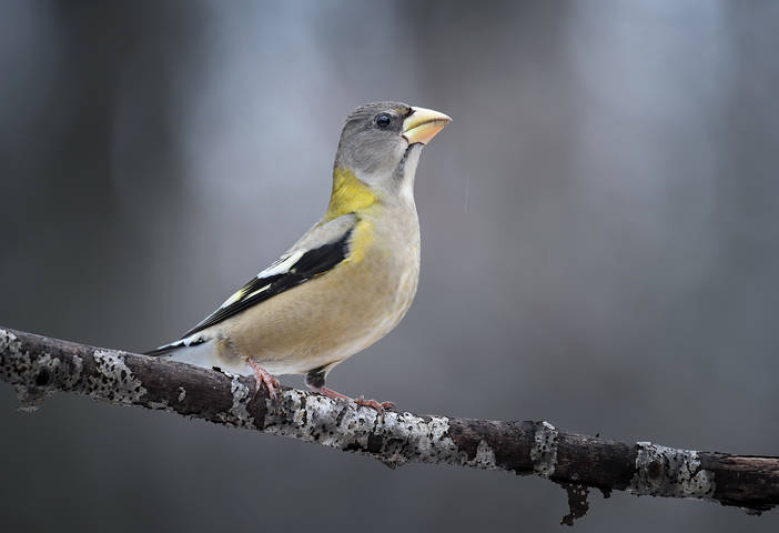 Evening grosbeak~ female (Coccothraustes vespertinus)