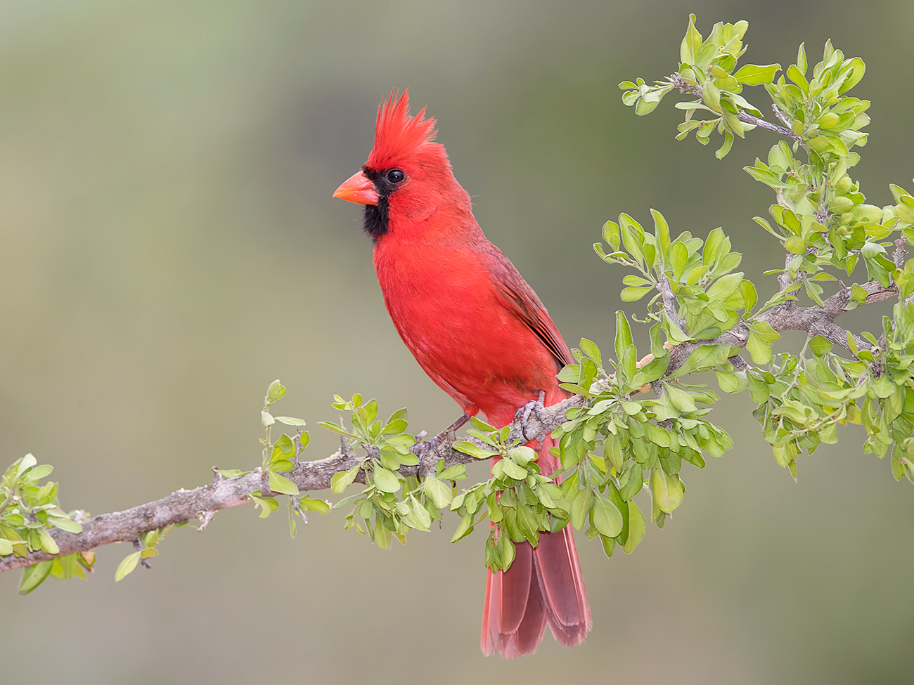 Northern Cardinal male - Красный кардинал