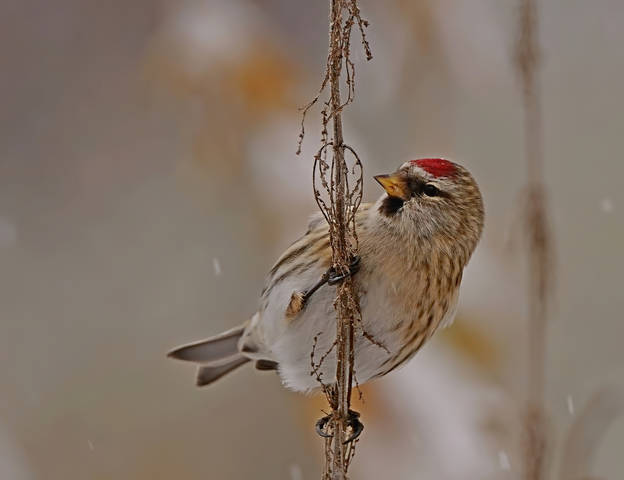 Чечётка (Carduelis feammea)