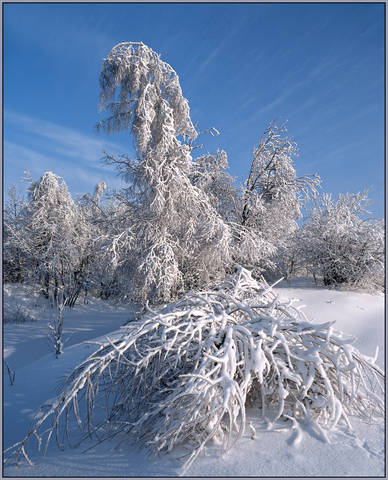 Подмосковное, предновогоднее