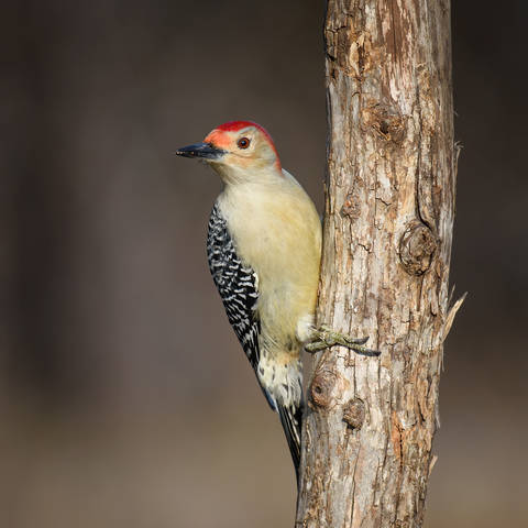 Red-bellied Woodpecker (male)