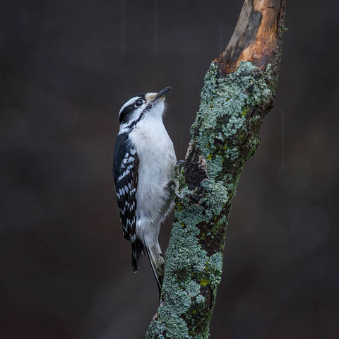 Downy woodpecker (female)