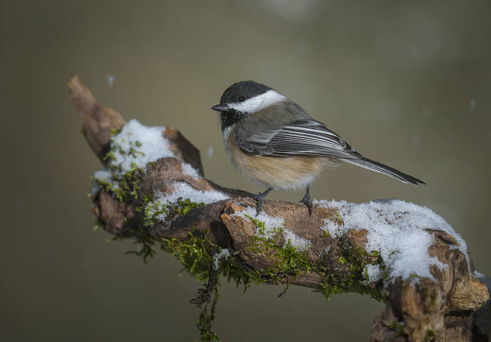 Black-capped chickadee