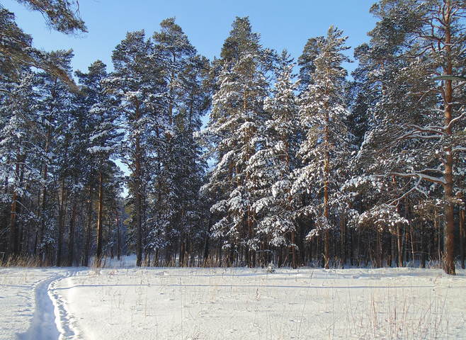 На кромке соснового бора. Декабрь .