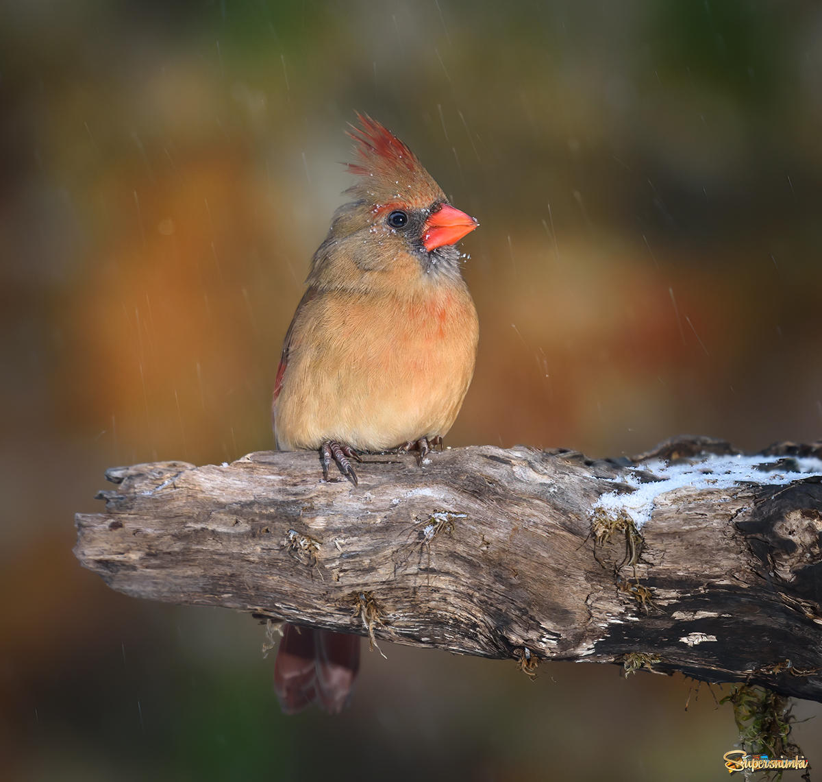 Northern cardinal (female) & Happy New Year!