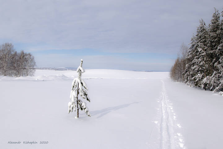 Сосенка