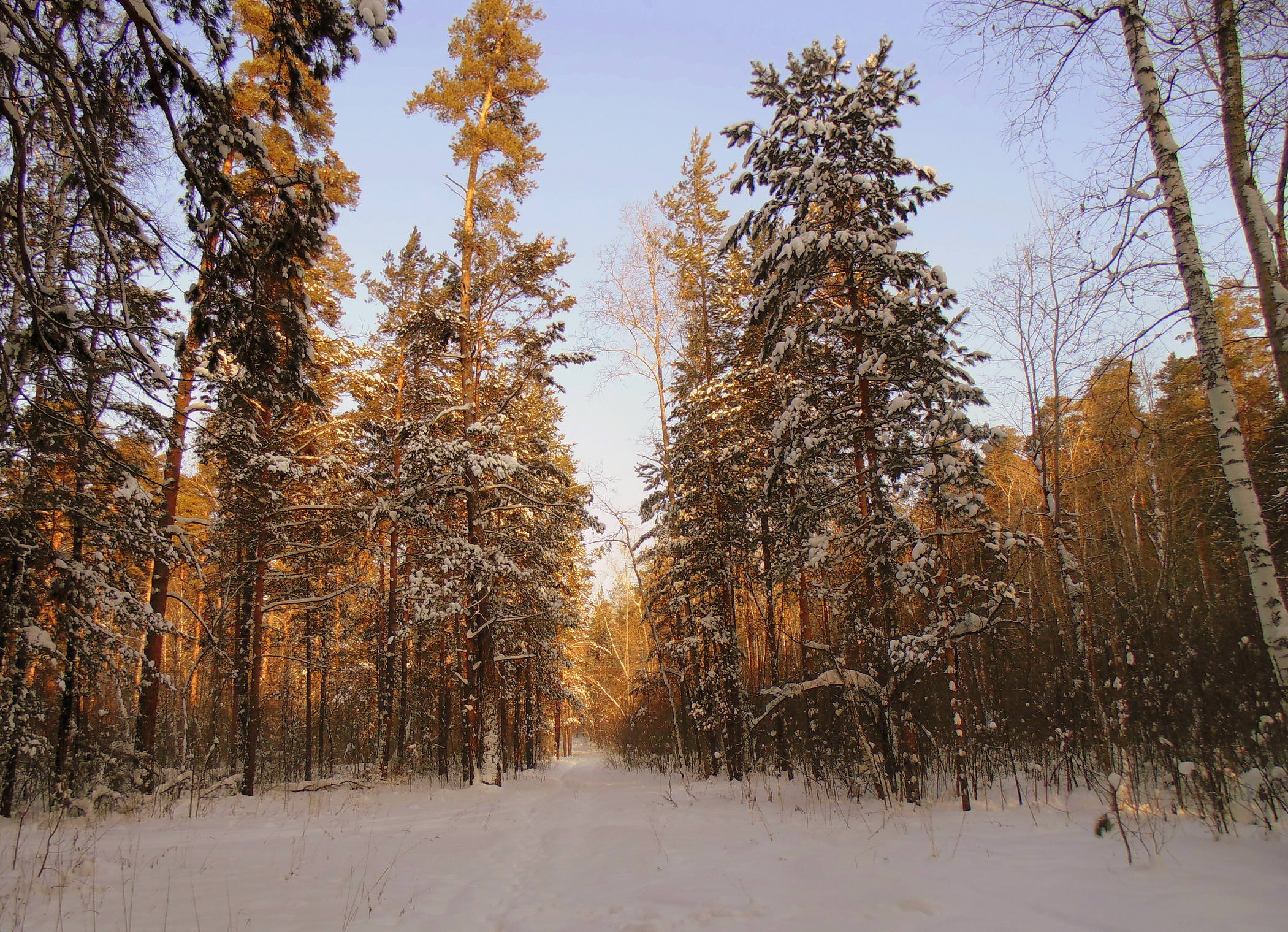 Солнечное утро января в лесу.