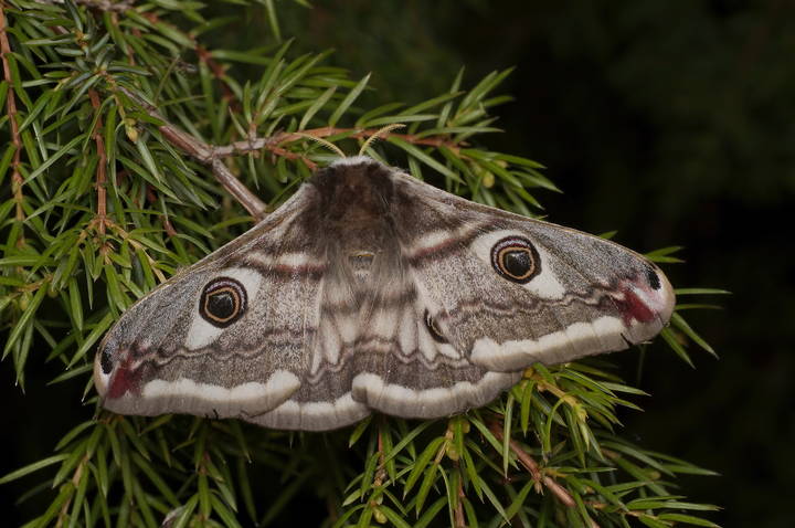  Малый ночной павлиний глаз (Saturnia pavonia)