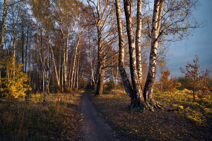 В оранжевых лучах