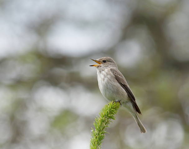 Серая мухоловка (Muscicapa striata)