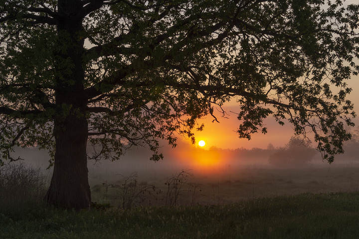 Morning