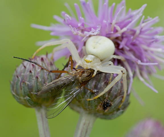 Цветочный паук  (Misumena vatia)