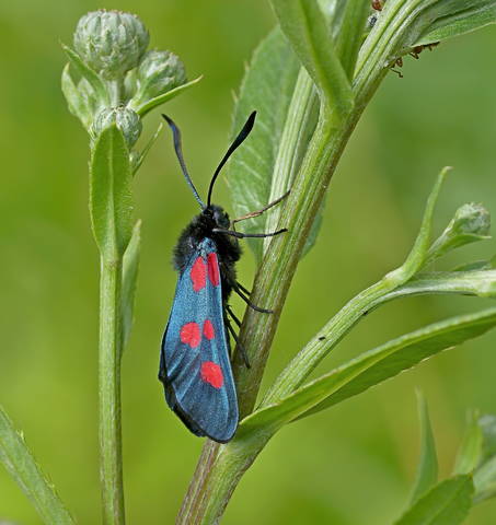 Пестрянка клеверная (Zygaena trifolii)