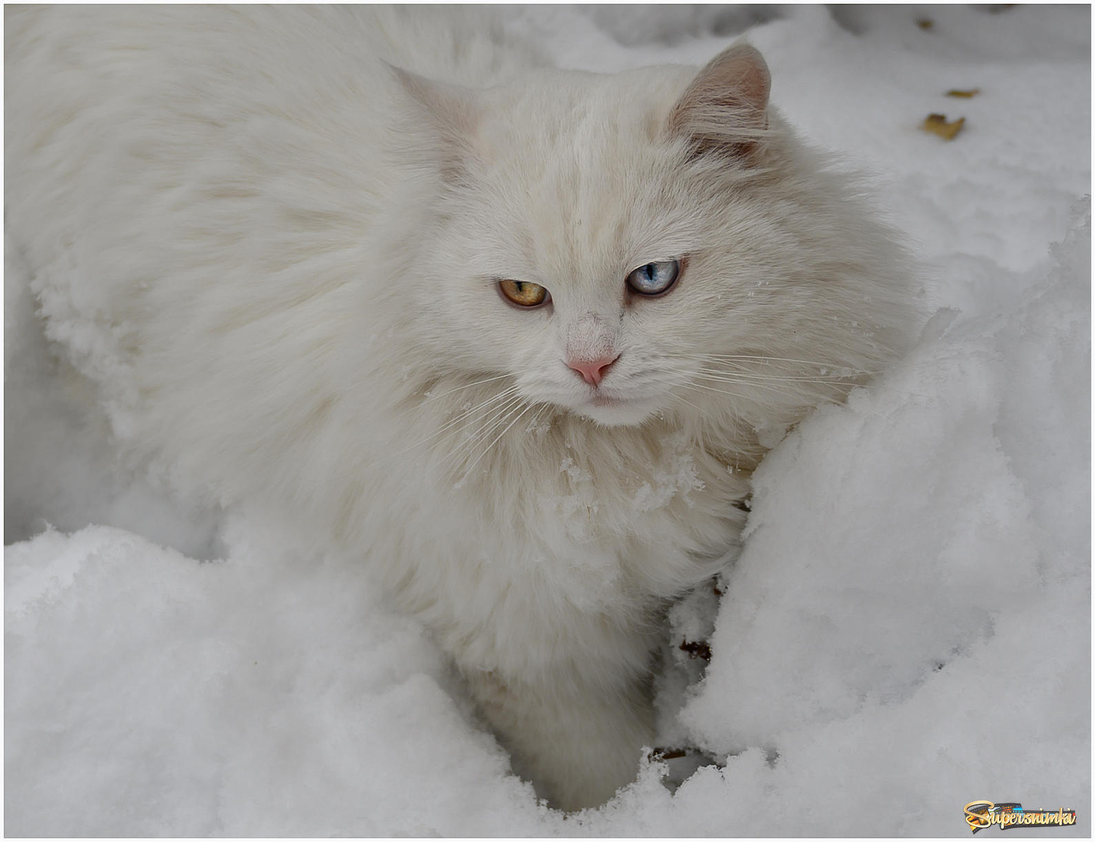 Белый кот снежок
