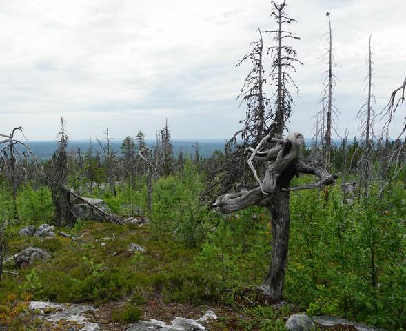 В Карелии