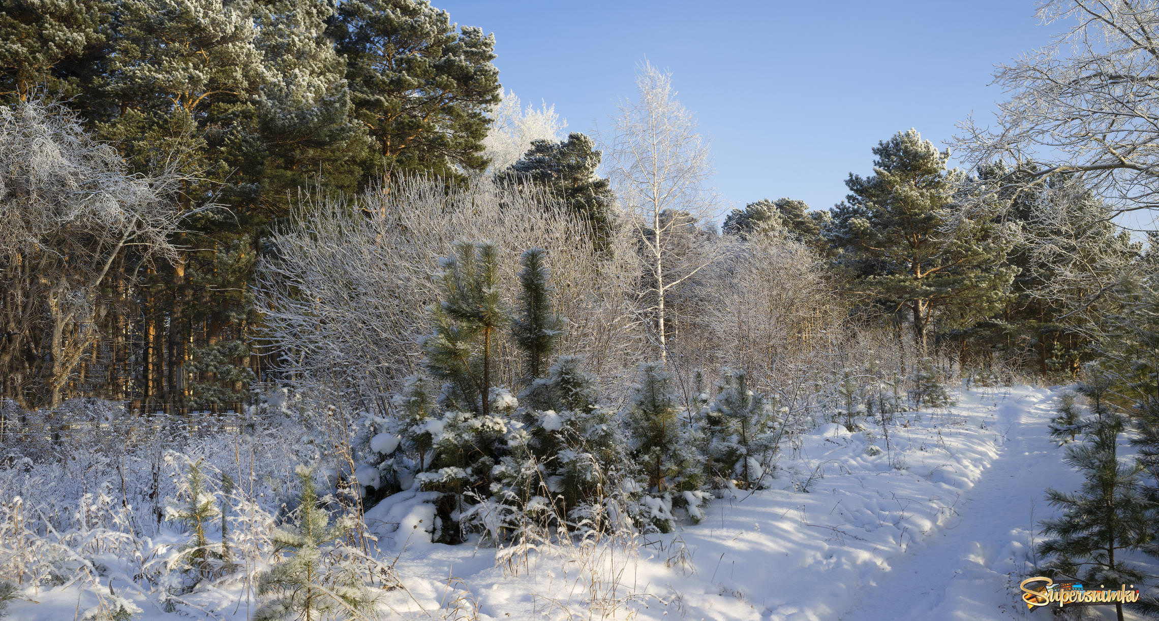 Зимний лес,сказочный сон.
