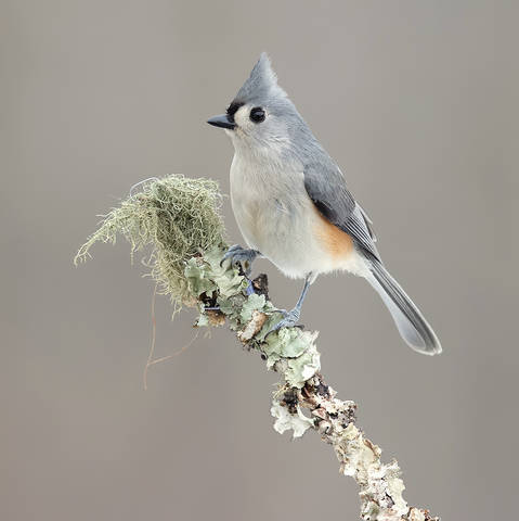 Tufted Titmouse -Острохохлая синица