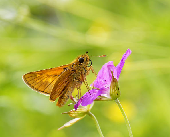 Толстоголовка лесная (Ochlodes sylvanus)